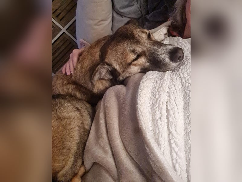 Traumhund Leni sucht dringend neues Zuhause!