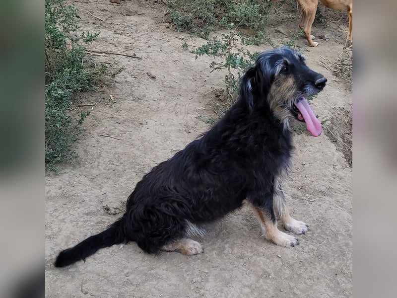 Ruhiger RUDI sucht ruhiges Zuhause