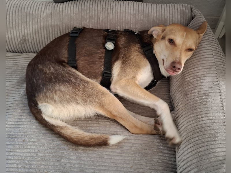 LARA möchte die Natur entdecken