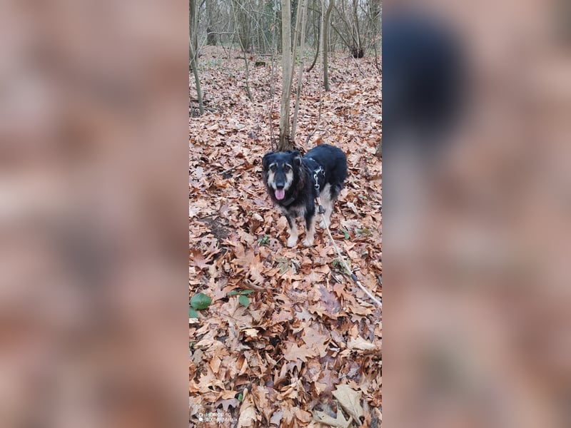 Ruhiger RUDI sucht ruhiges Zuhause