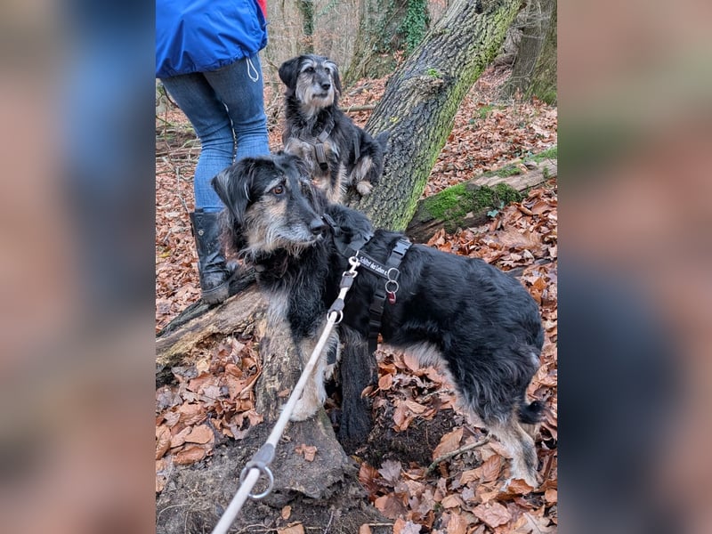 Ruhiger RUDI sucht ruhiges Zuhause