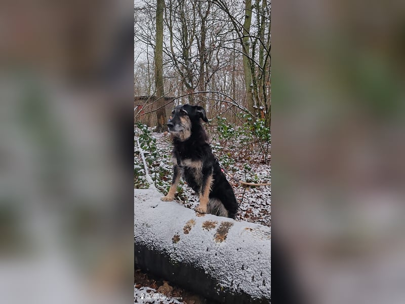 Ruhiger RUDI sucht ruhiges Zuhause