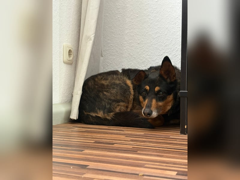 Ruhige Ema sucht für immer Zuhause