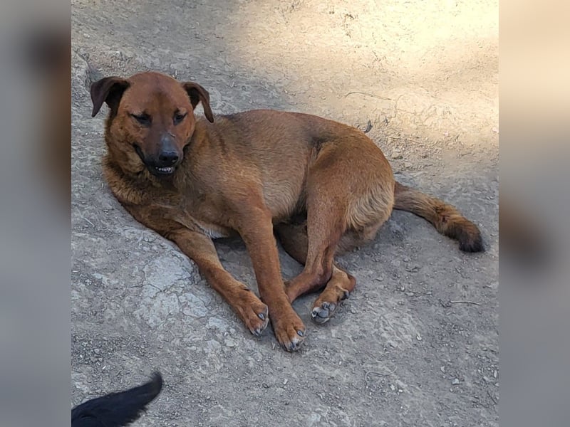 BENNY sucht sein Glück