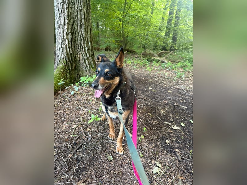 Ruhige Ema sucht für immer Zuhause