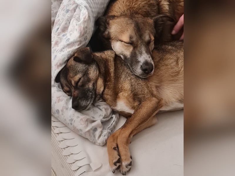 Traumhund Leni sucht dringend neues Zuhause!