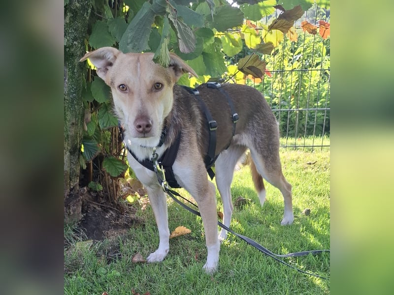 LARA möchte die Natur entdecken