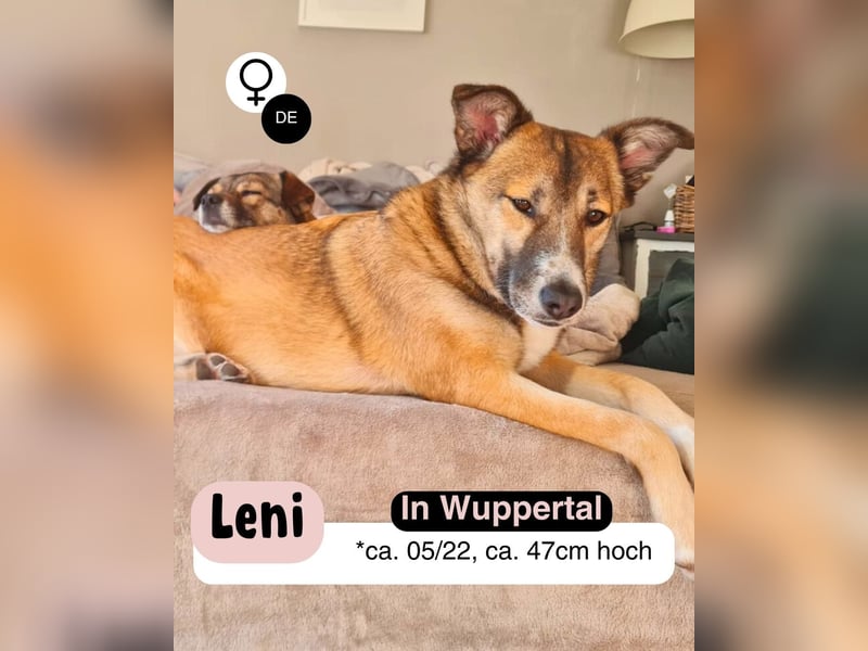 Traumhund Leni sucht dringend neues Zuhause!
