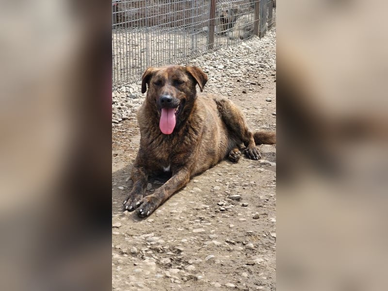 Moji sucht sein Für-Immer-Zuhause