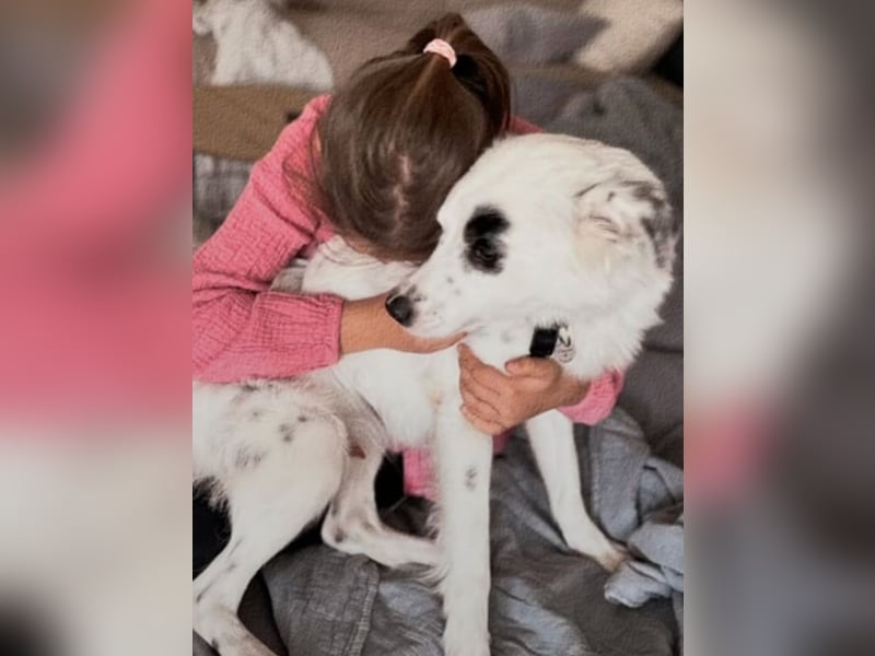 Süßer Chaly(46 cm/16 kg/2,5 J) sucht liebevolles Zuhause