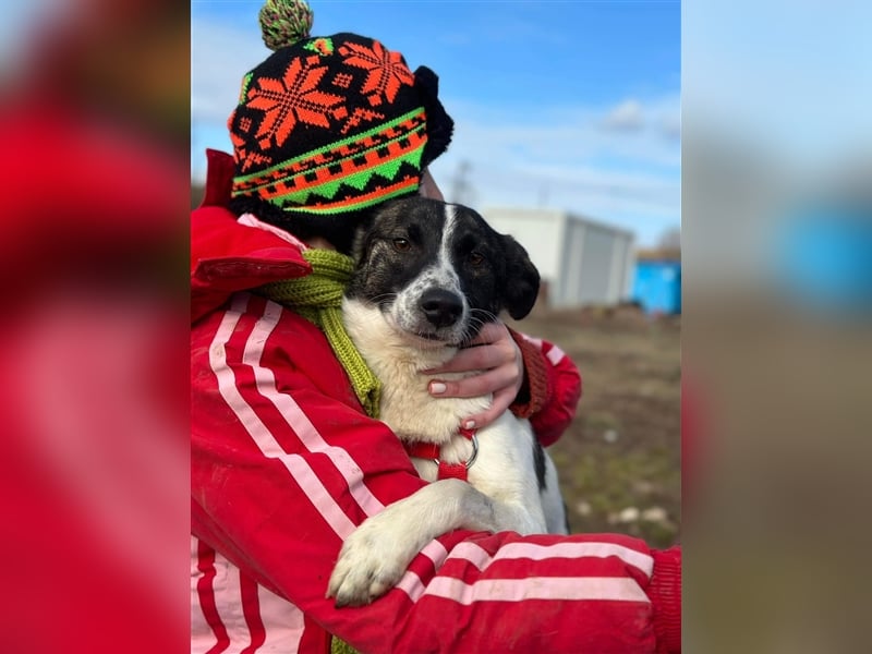 Süße Stacy sucht liebevolles Zuhause