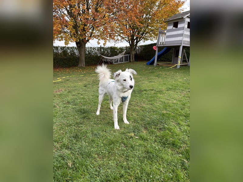 Charlie sucht Hundekenner mit großem Herzen