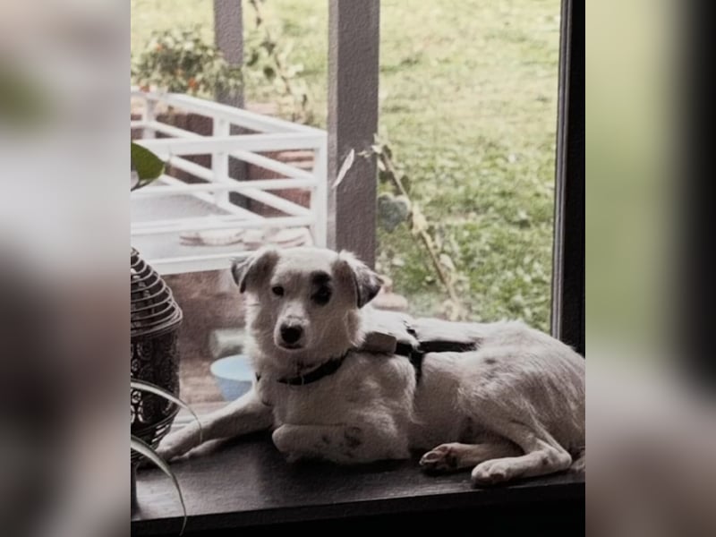 Charlie sucht Hundekenner mit großem Herzen