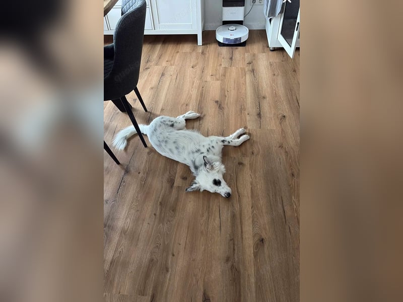 Süßer Chaly(46 cm/16 kg/2,5 J) sucht liebevolles Zuhause