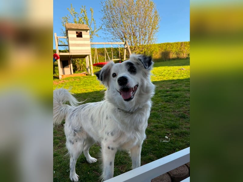 Süßer Chaly(46 cm/16 kg/2,5 J) sucht liebevolles Zuhause