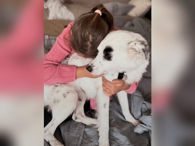 Charlie sucht Hundekenner mit großem Herzen