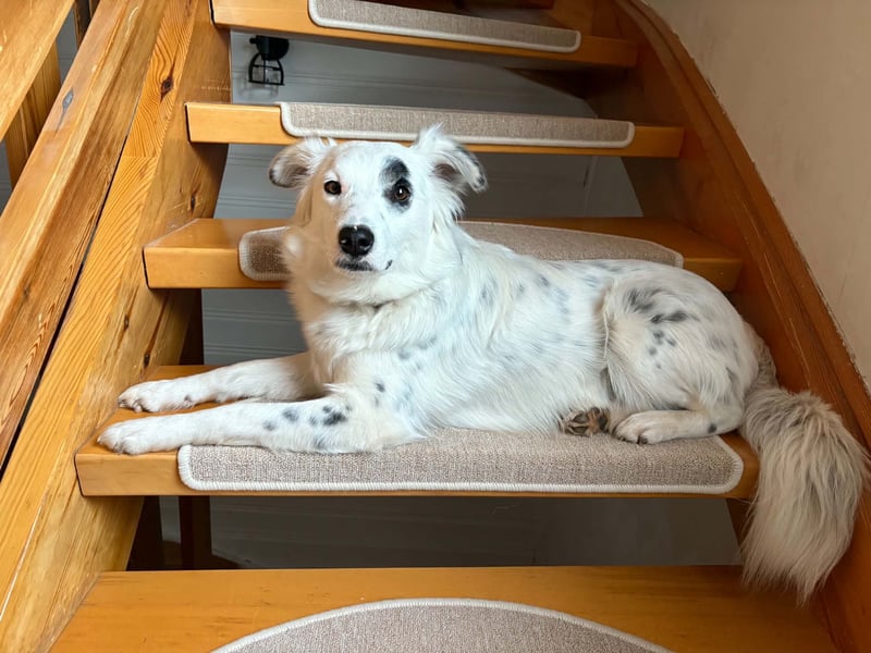 Süßer Chaly(46 cm/16 kg/2,5 J) sucht liebevolles Zuhause
