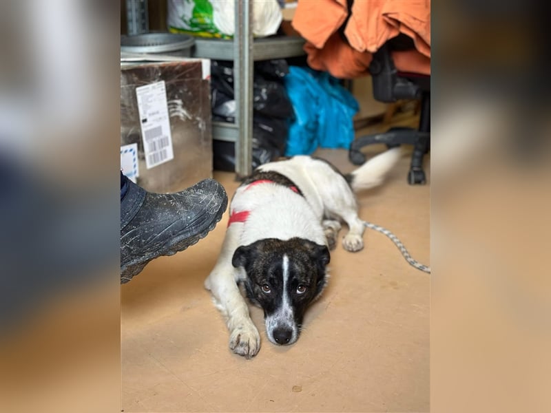 Süße Stacy sucht liebevolles Zuhause