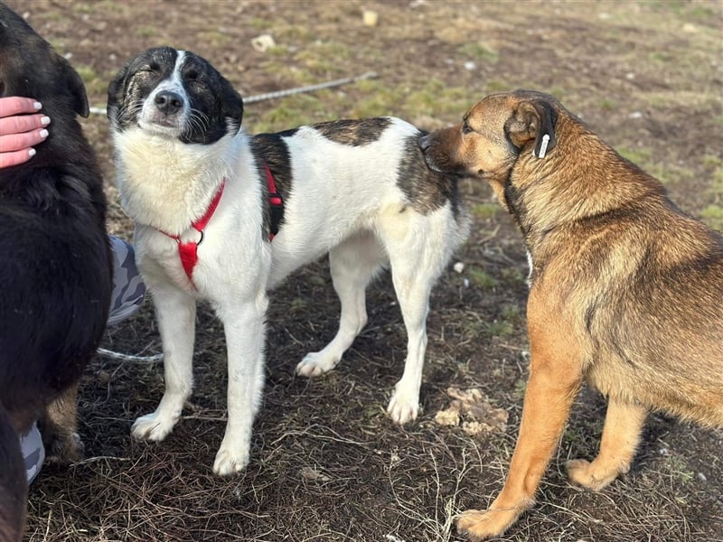Süße Stacy sucht liebevolles Zuhause