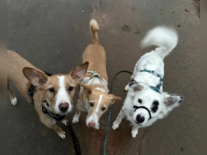 Treuer Charlie❤️sucht liebevolle Hundekenner