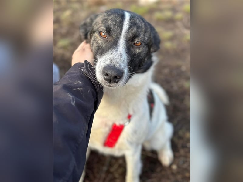 Süße Stacy sucht liebevolles Zuhause