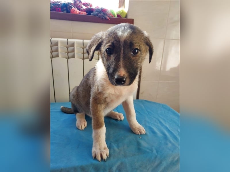 Liebevolle Pien❤(4 Mon) sucht ihre Familie