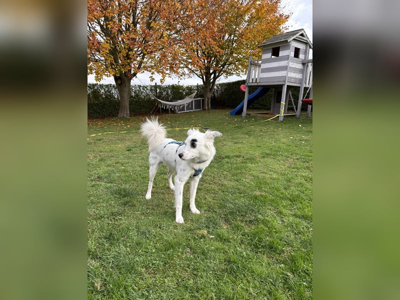 Charlie sucht Hundekenner mit großem Herzen