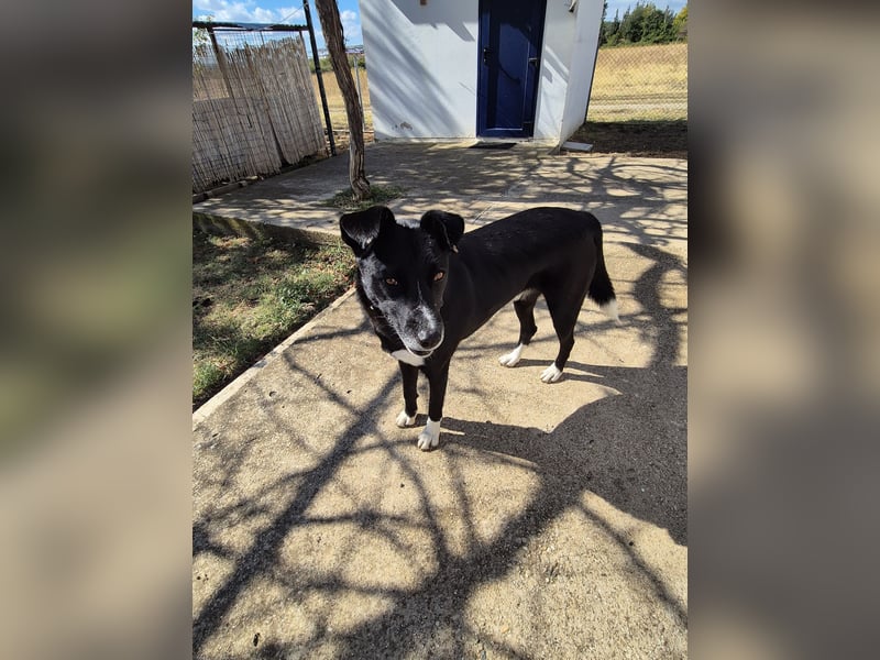 Gulio - süßer Racker