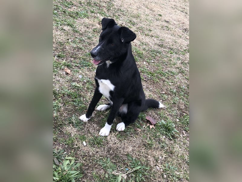 Gulio - süßer Racker