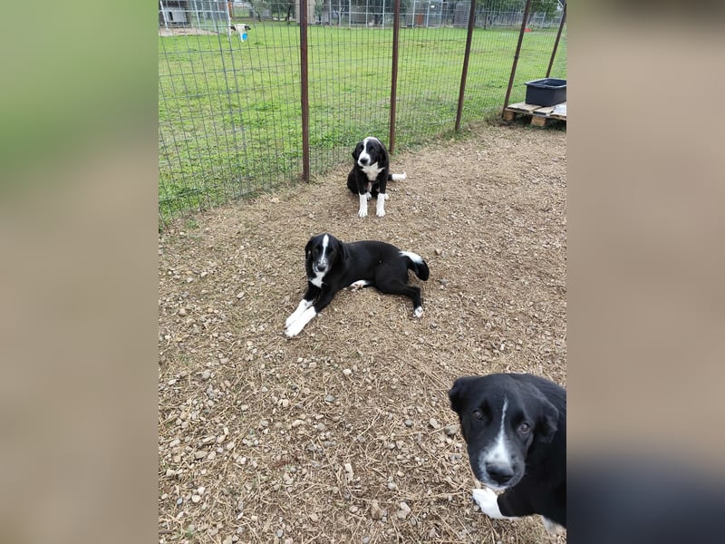 Balou - einfach bezaubernd