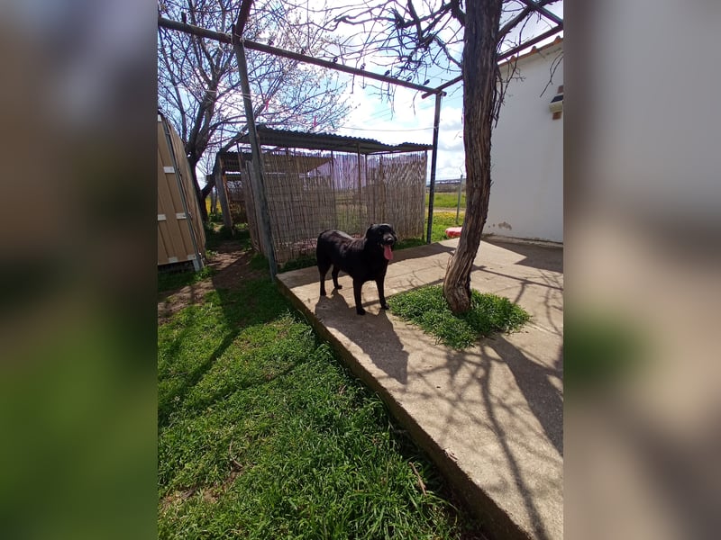 Hulla  - wunderschöne Hundedame sucht ihre Glücksfamilie