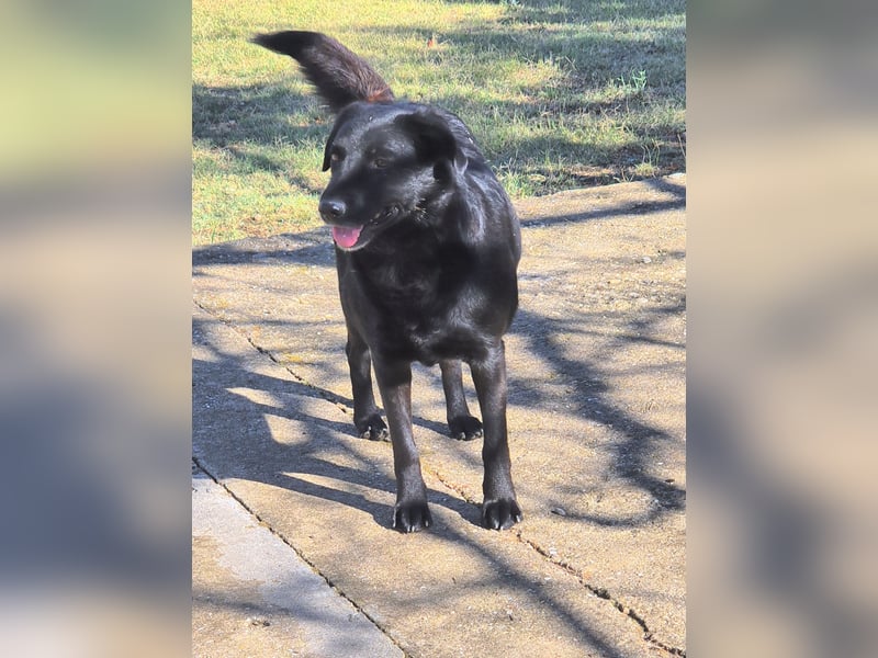 Hulla  - wunderschöne Hundedame sucht ihre Glücksfamilie