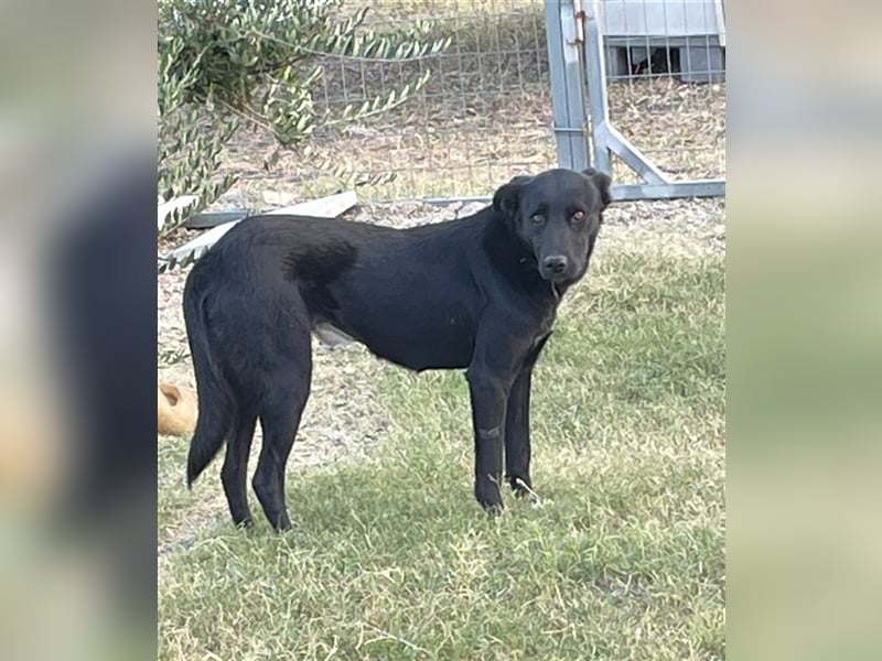 Leyla - Zuhause-für-immer-gesucht