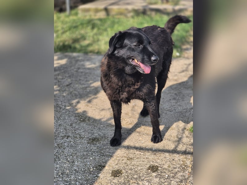 Hulla  - wunderschöne Hundedame sucht ihre Glücksfamilie