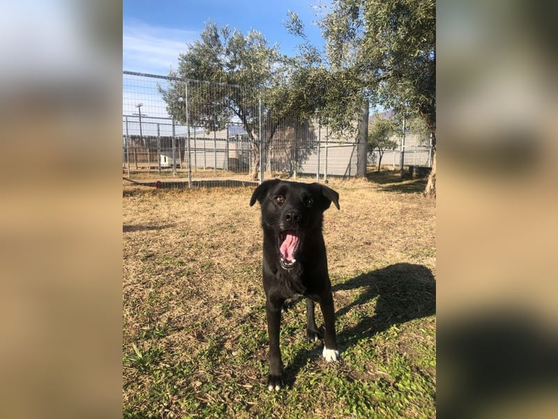 Leyla - Zuhause-für-immer-gesucht