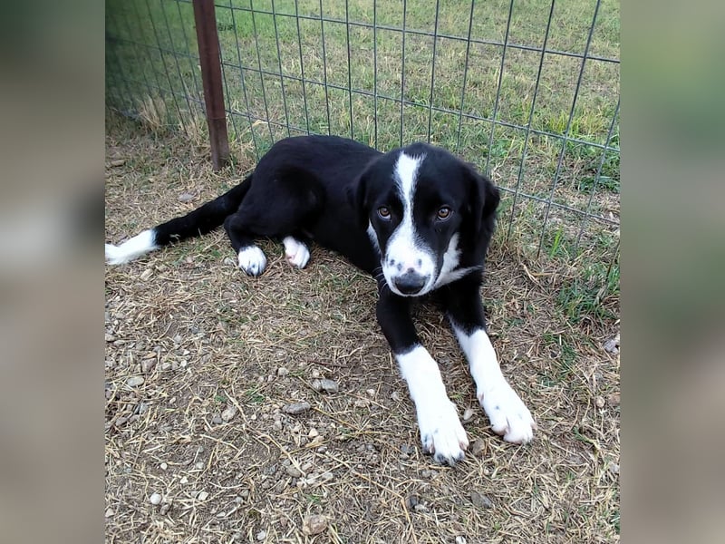 Balou - einfach bezaubernd