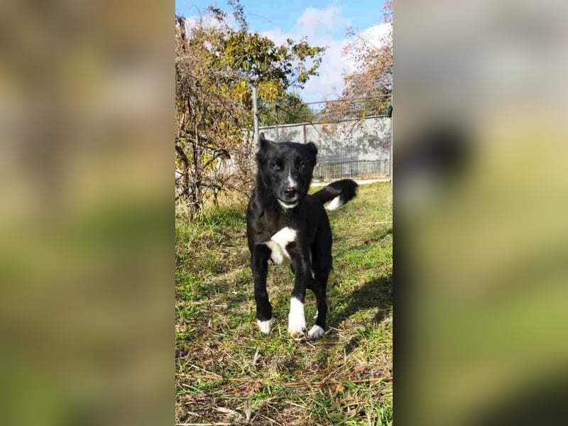 Gulio - süßer Racker