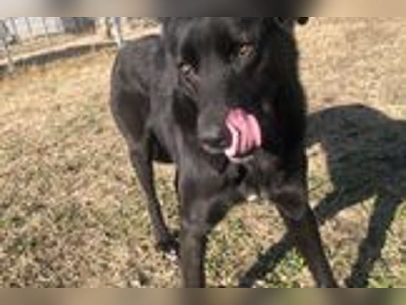 Leyla - Zuhause-für-immer-gesucht