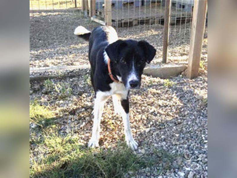 Angelo - Fröhlicher Junghund