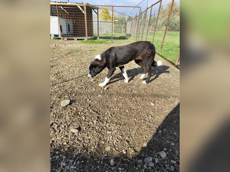 Balou - einfach bezaubernd