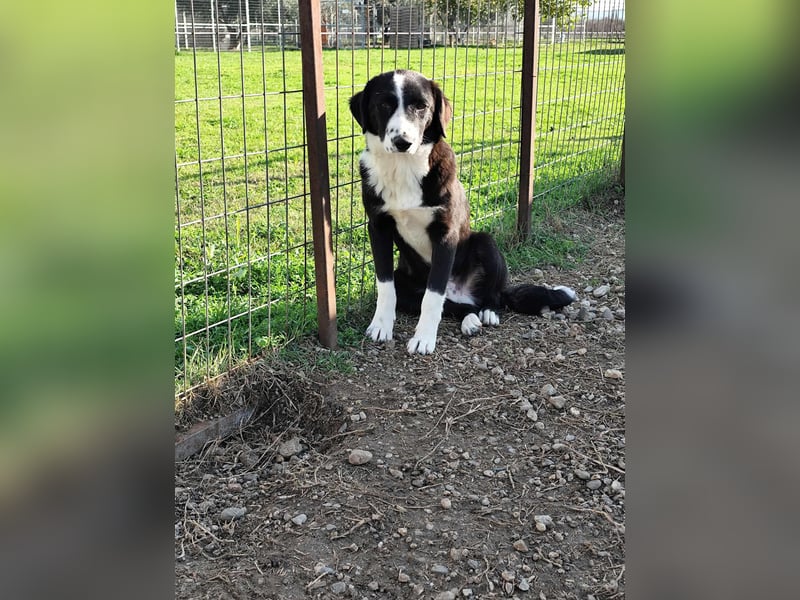 Balou - einfach bezaubernd