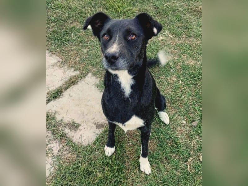 Gulio - süßer Racker