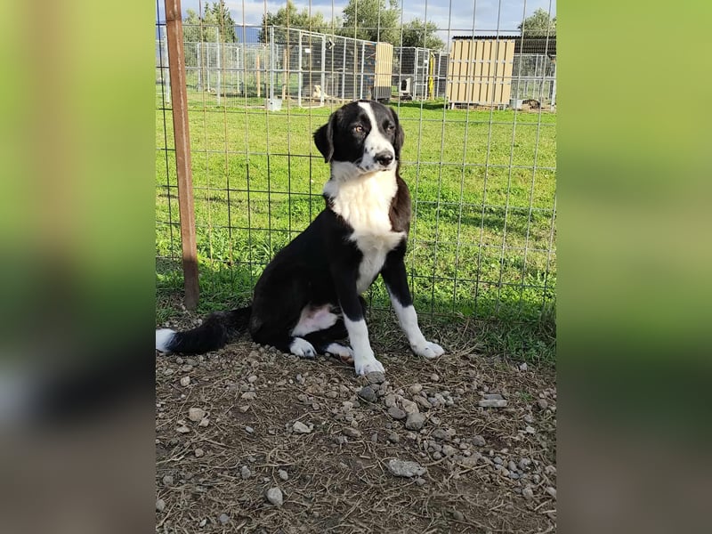 Balou - einfach bezaubernd