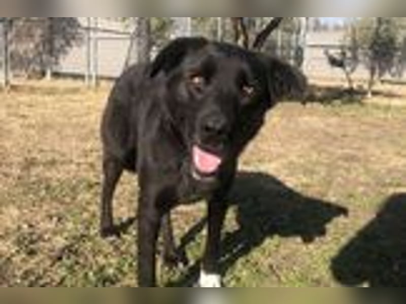 Leyla - Zuhause-für-immer-gesucht