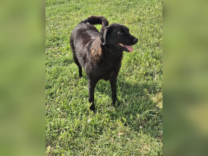 Hulla  - wunderschöne Hundedame sucht ihre Glücksfamilie