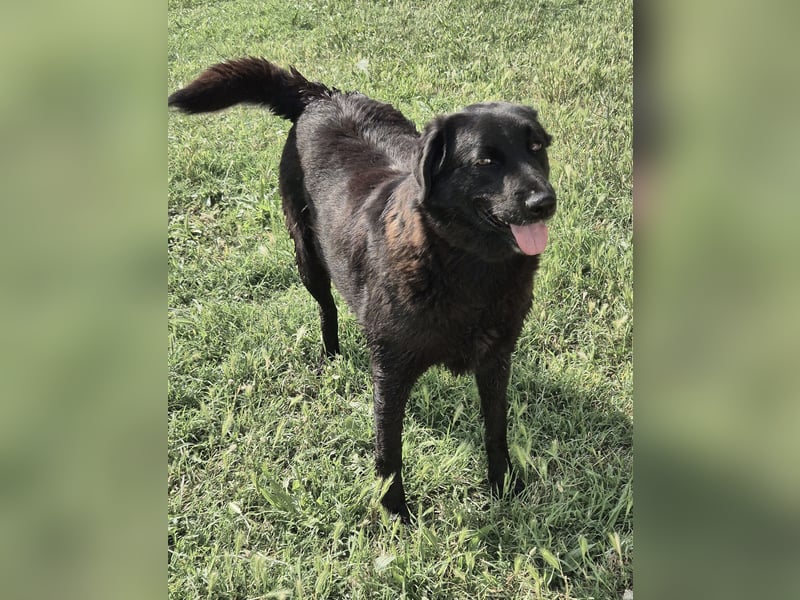 Hulla  - wunderschöne Hundedame sucht ihre Glücksfamilie