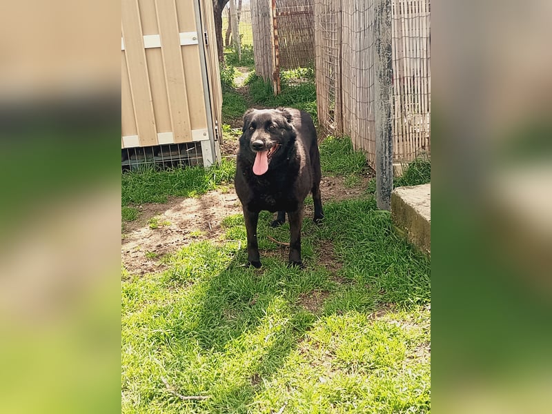Hulla  - wunderschöne Hundedame sucht ihre Glücksfamilie