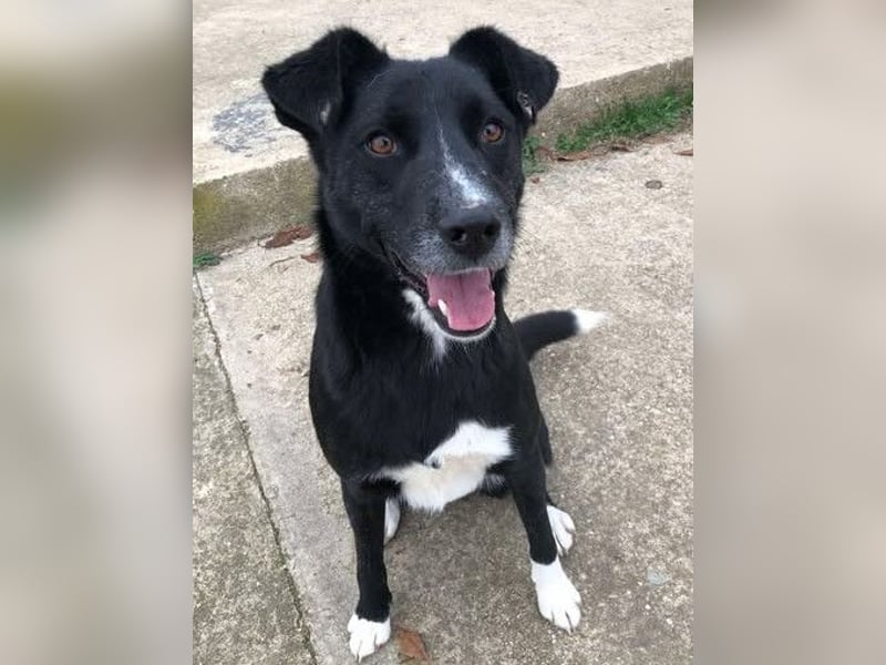 Gulio - süßer Racker