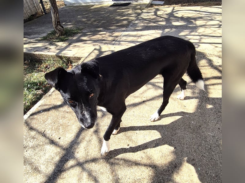 Gulio - süßer Racker