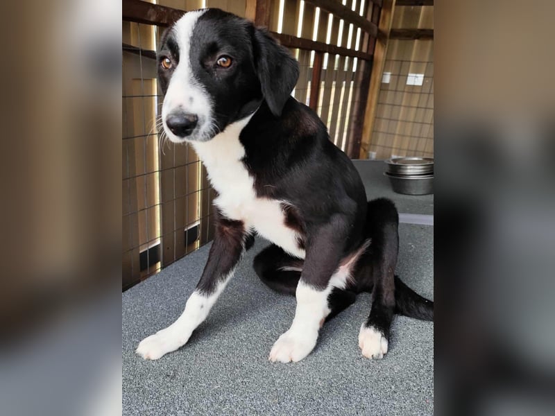 Balou - einfach bezaubernd